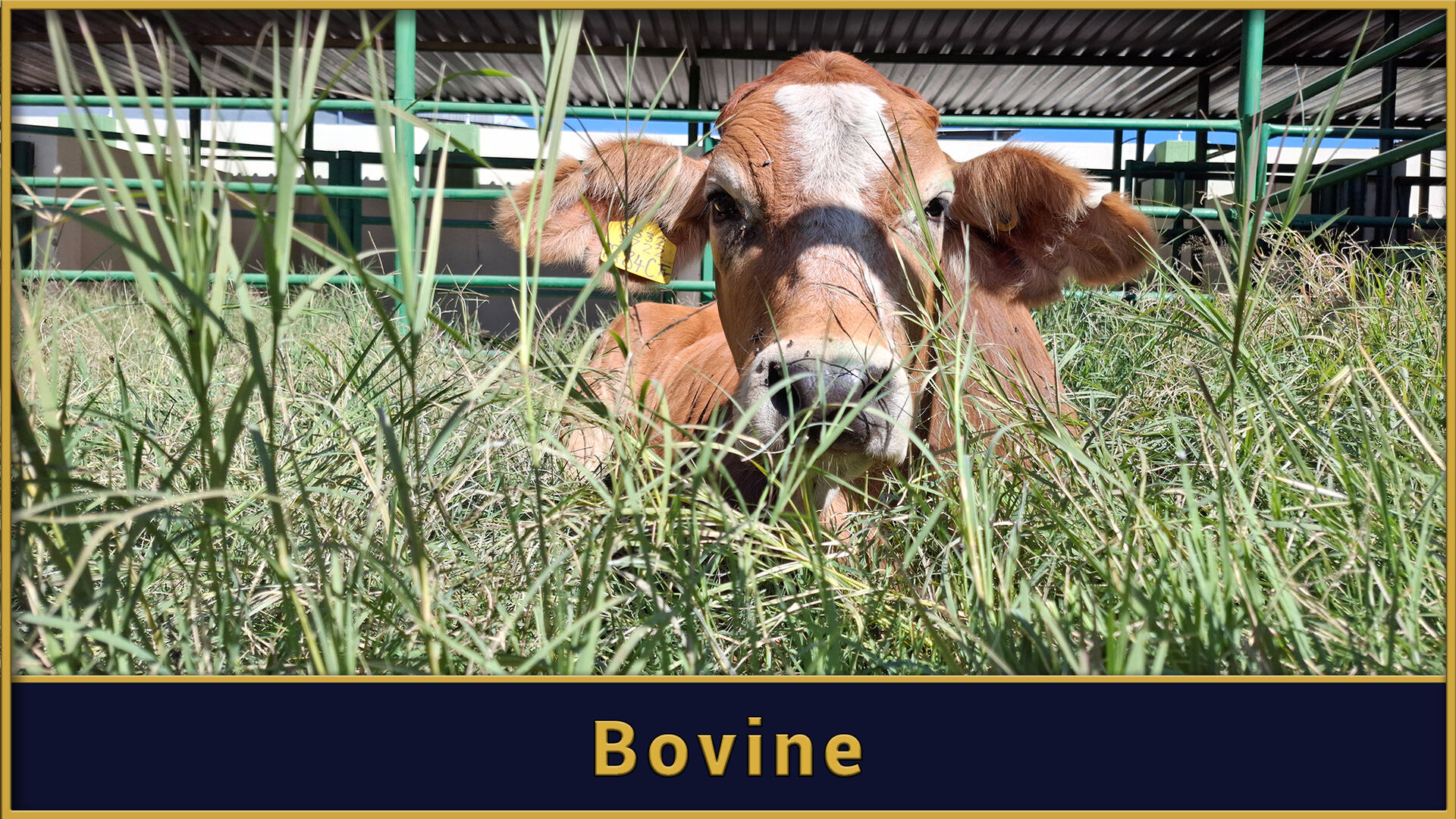 Bovine