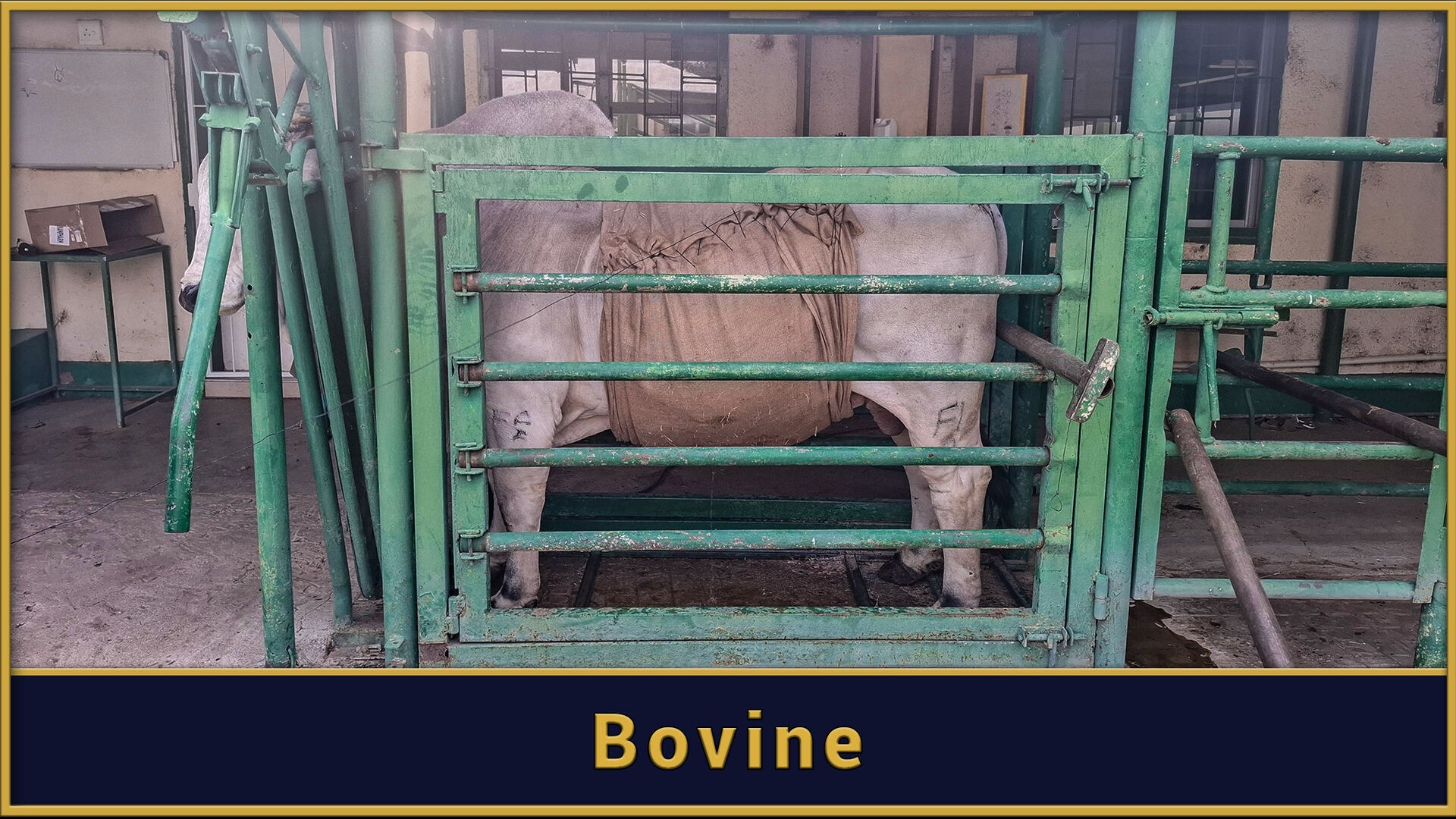 Bovine